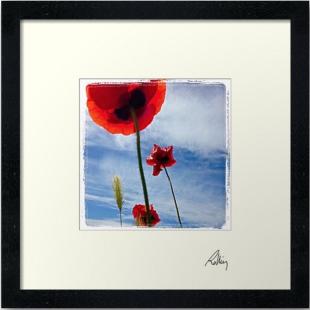 Framed photo Les Coquelicots