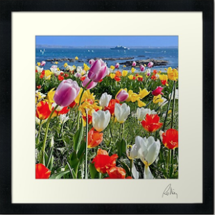 Framed photo Tulipes au Trez-Hir.