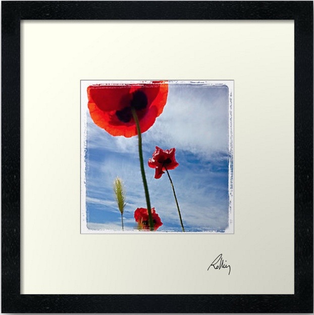 Framed photo "Les Coquelicots"
