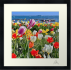 Framed photo "Tulipes au Trez-Hir."